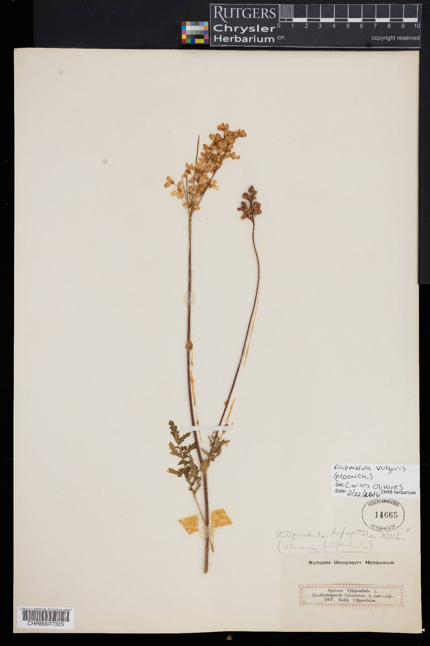 Filipendula vulgaris image