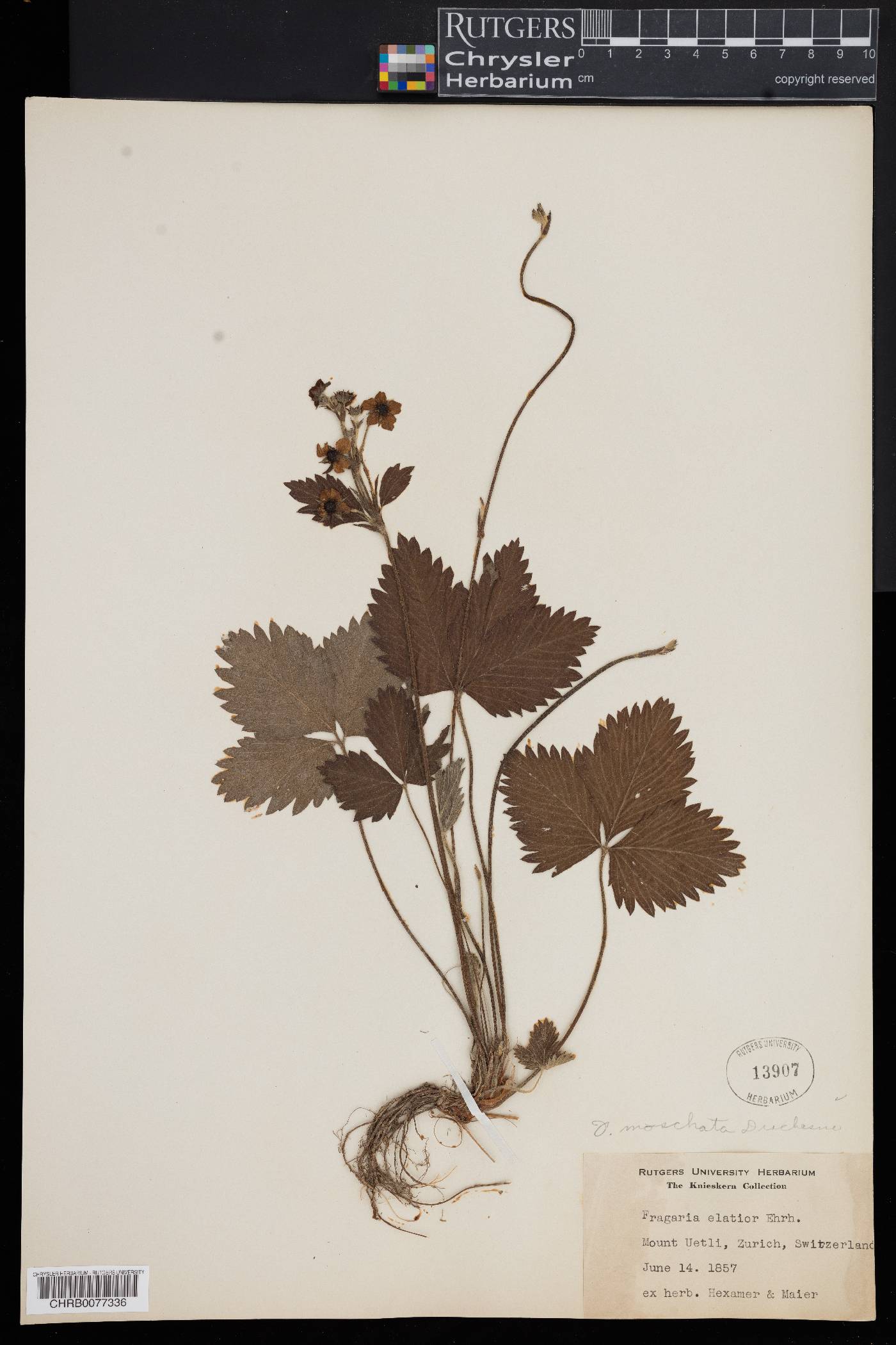 Fragaria moschata image