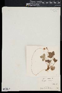 Fragaria vesca image