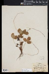 Fragaria vesca subsp. californica image