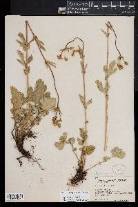 Geum aleppicum image