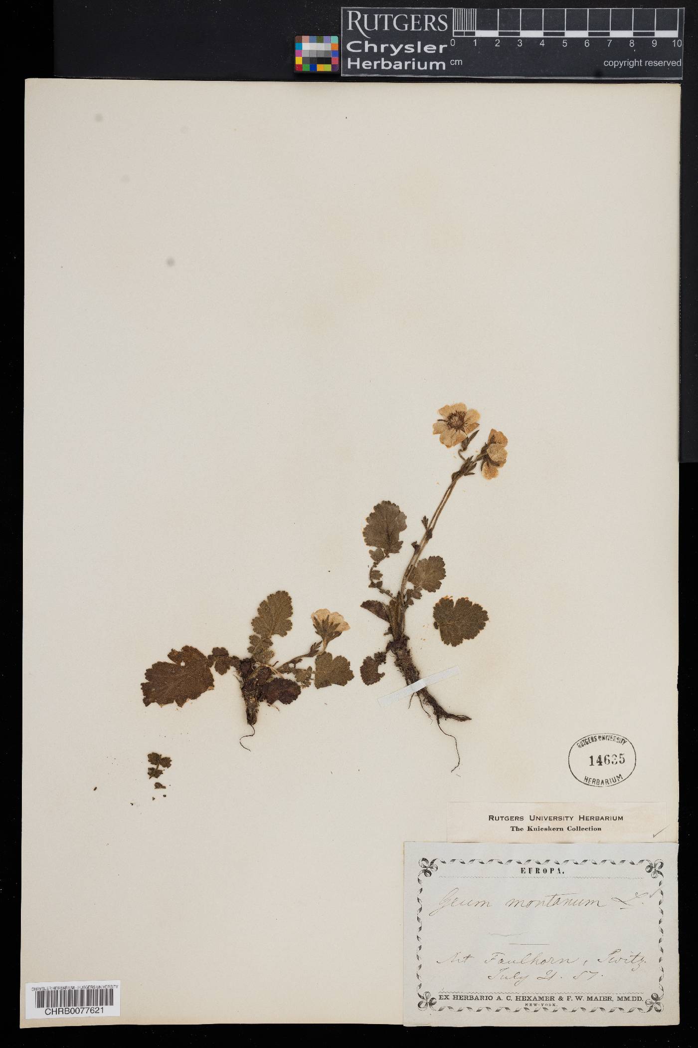 Geum montanum image