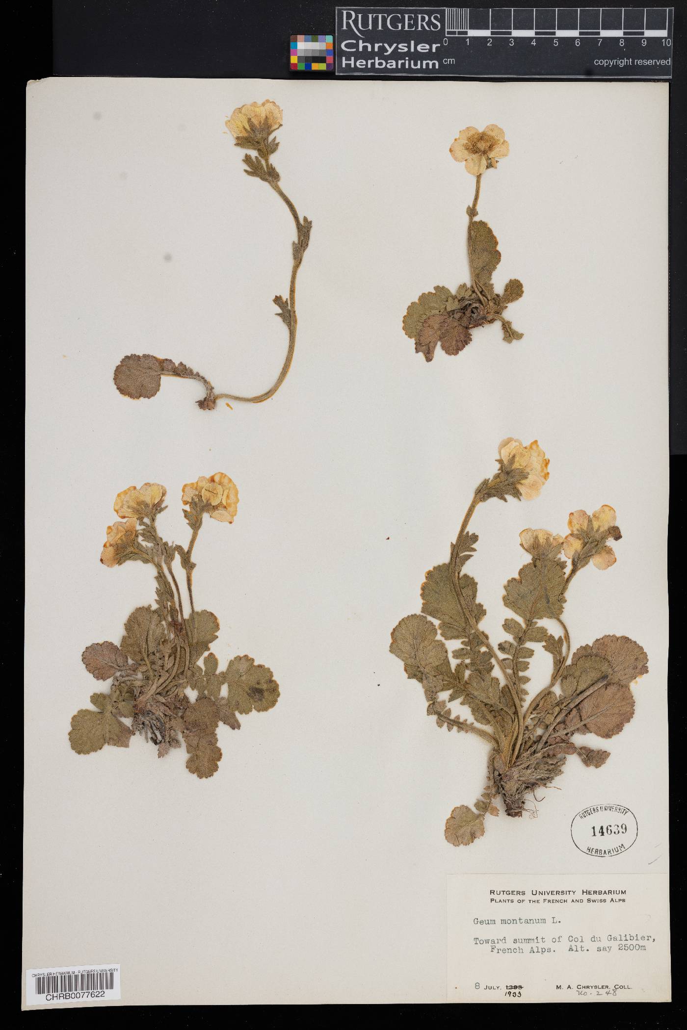 Geum montanum image