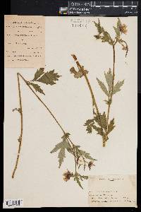 Geum pulchrum image