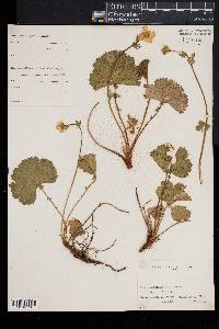 Geum peckii image