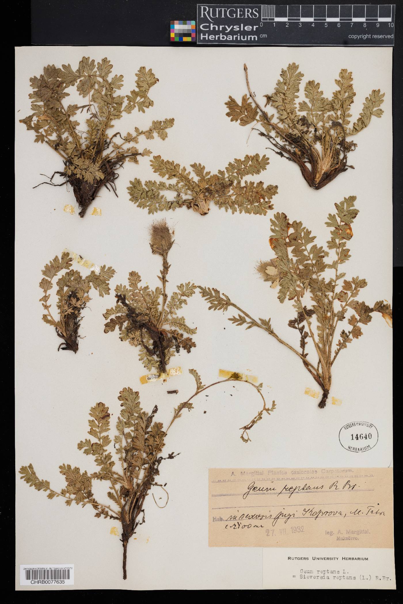 Geum reptans image