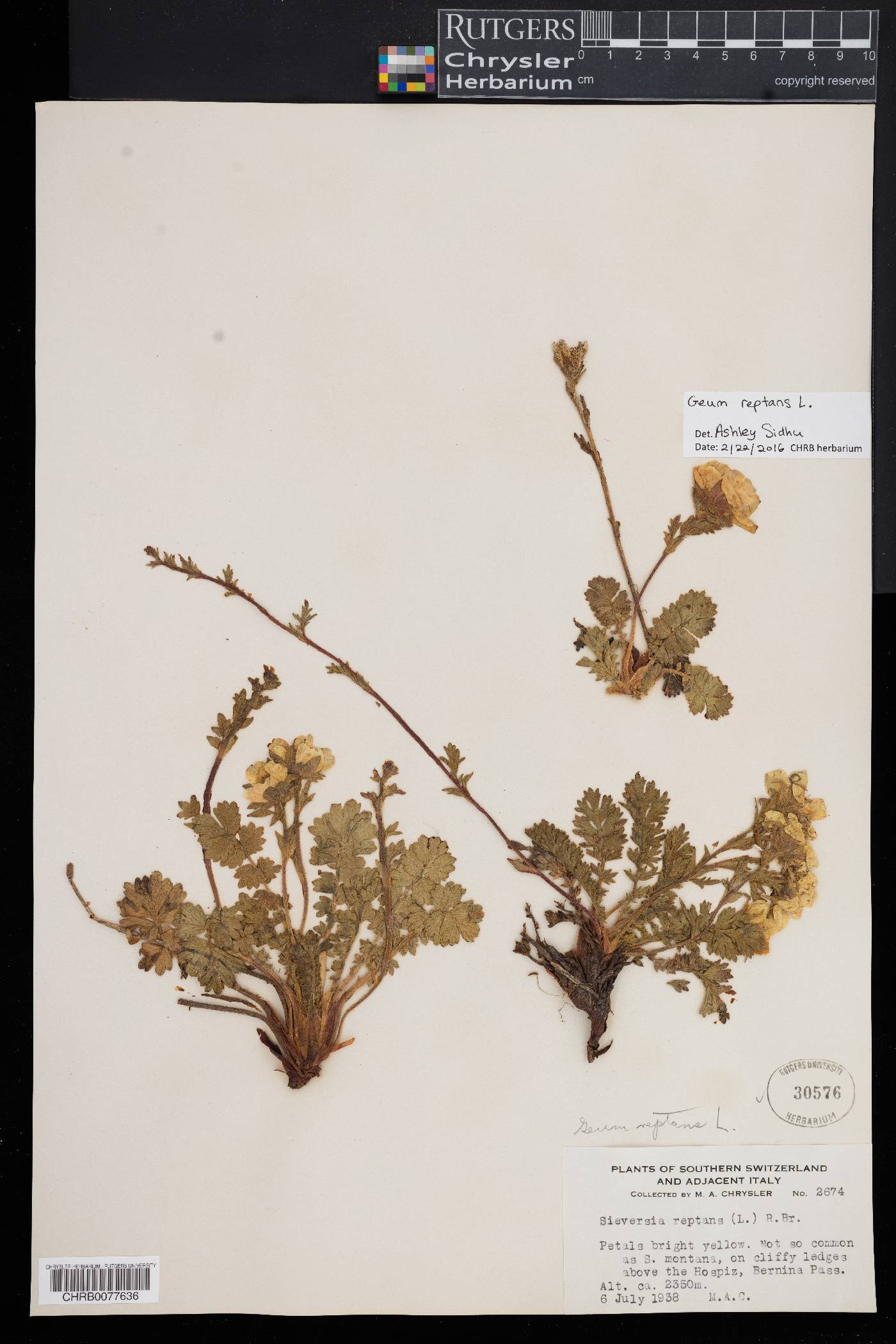 Geum reptans image