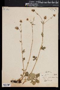 Geum rivale image