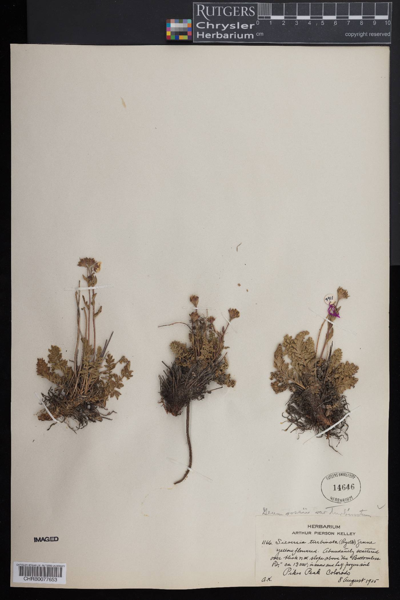 Geum rosii image