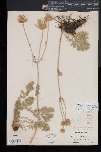 Geum triflorum image