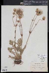 Geum triflorum image