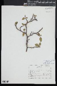 Malus angustifolia image