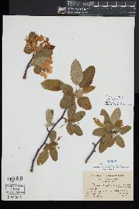 Malus angustifolia image