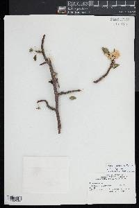 Malus pumila image