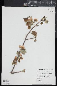 Malus pumila image