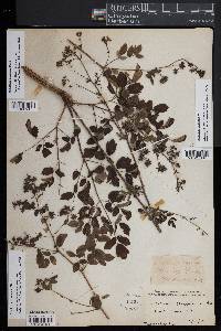 Thalictrum pubescens image