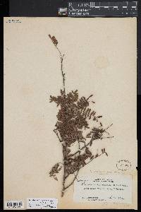 Image of Osteomeles anthyllidifolia