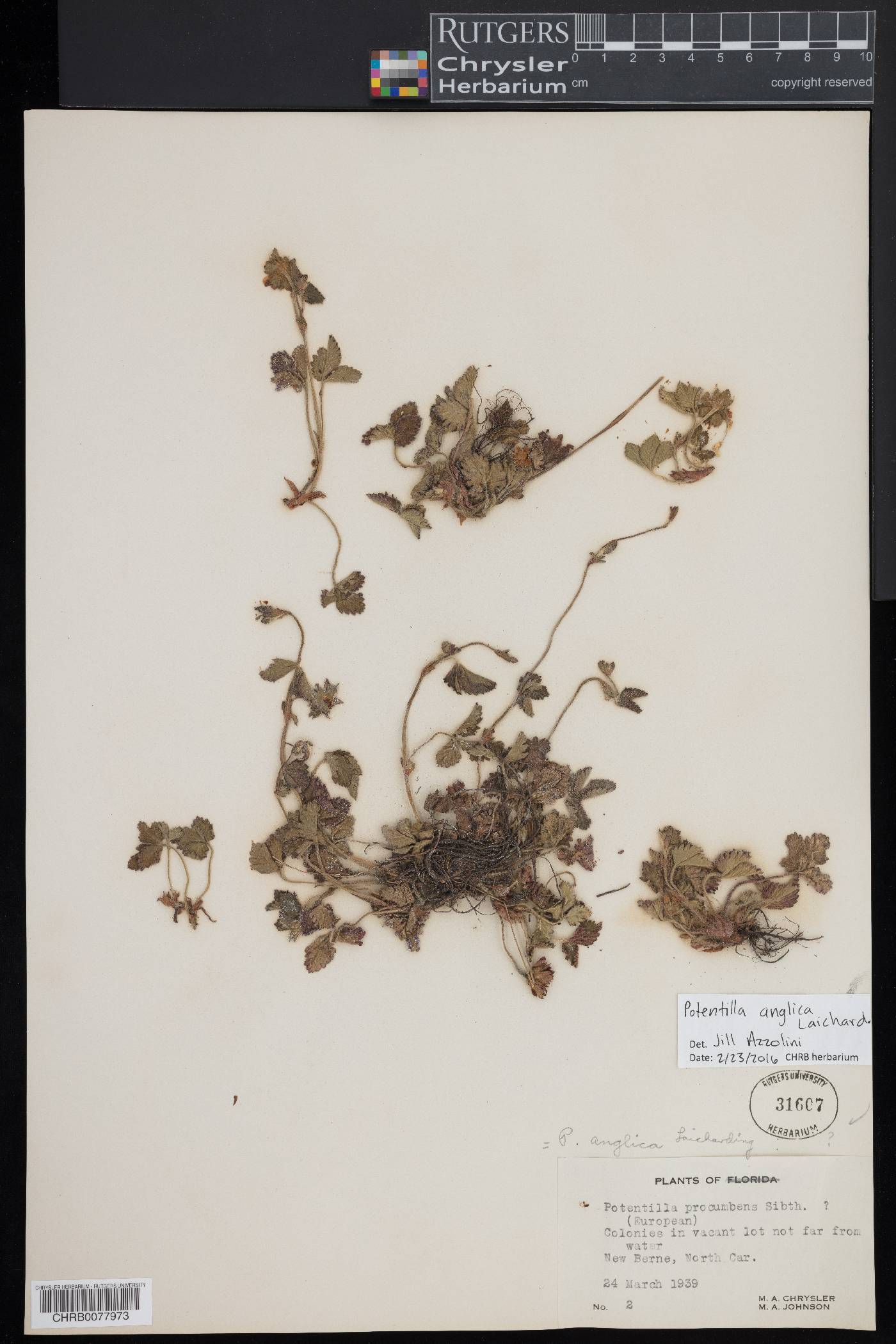Potentilla anglica image
