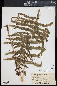 Pneumatopteris hudsoniana image
