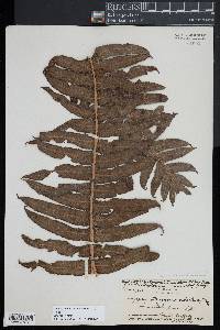 Pneumatopteris sandwicensis image
