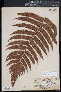 Pneumatopteris sandwicensis image