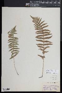 Thelypteris palustris subsp. pubescens image