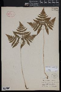 Gymnocarpium dryopteris image