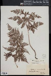 Dryopteris aemula image