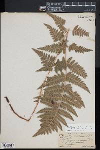 Dryopteris x benedictii image