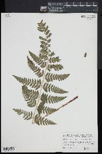 Dryopteris x benedictii image