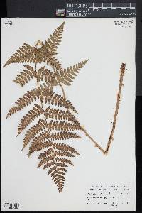 Dryopteris x benedictii image