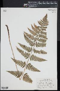 Dryopteris x benedictii image