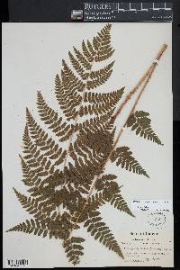 Dryopteris × boottii image