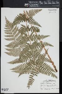 Dryopteris × boottii image