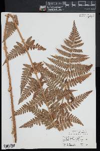 Dryopteris × boottii image