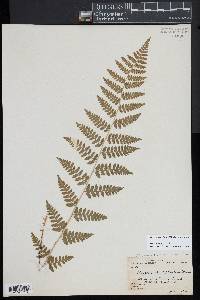 Dryopteris × boottii image