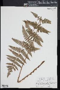 Dryopteris × boottii image