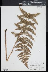 Dryopteris × boottii image