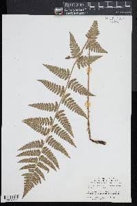 Dryopteris × boottii image