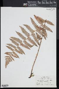 Dryopteris × boottii image