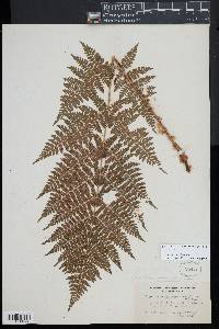 Dryopteris campyloptera image