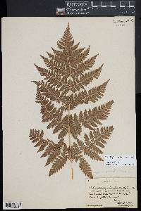 Dryopteris campyloptera image