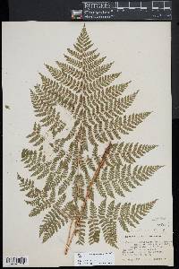 Dryopteris campyloptera image