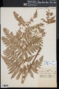 Dryopteris campyloptera image