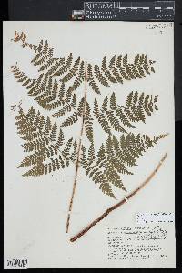 Dryopteris campyloptera image