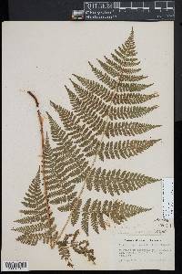 Dryopteris campyloptera image