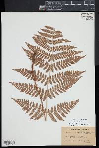 Dryopteris campyloptera image