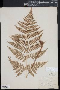 Dryopteris campyloptera image