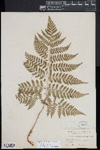 Dryopteris campyloptera image