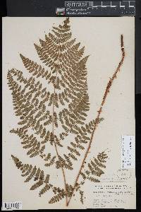 Dryopteris campyloptera image